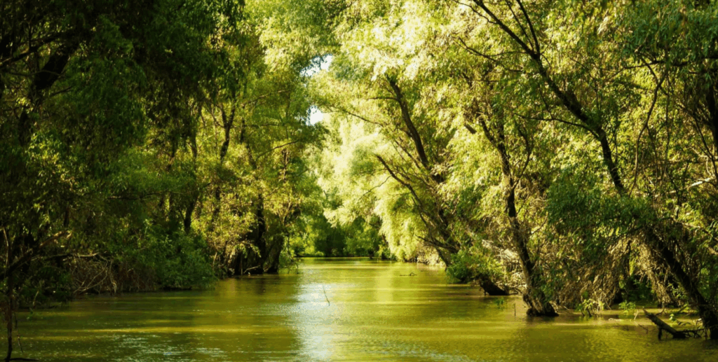 Experiencing Wildlife and Wetlands in the Danube Biosphere Reserve