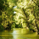Experiencing Wildlife and Wetlands in the Danube Biosphere Reserve