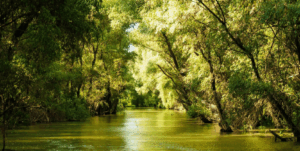Experiencing Wildlife and Wetlands in the Danube Biosphere Reserve